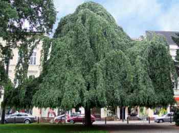 Pankow-Baum